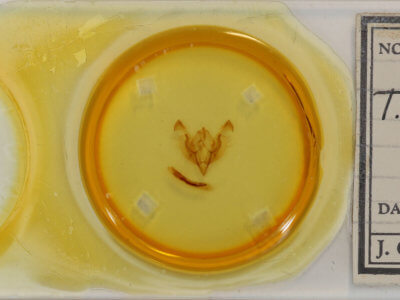 slide view of adult Ichneutica semivittata