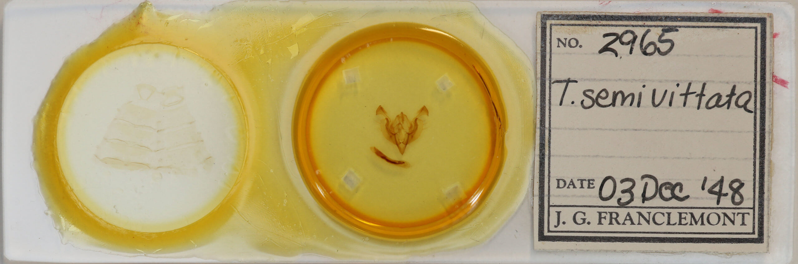 slide view of adult Ichneutica semivittata