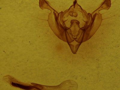 genitalia view of adult Ichneutica unica