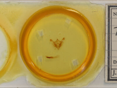 slide view of adult Ichneutica unica