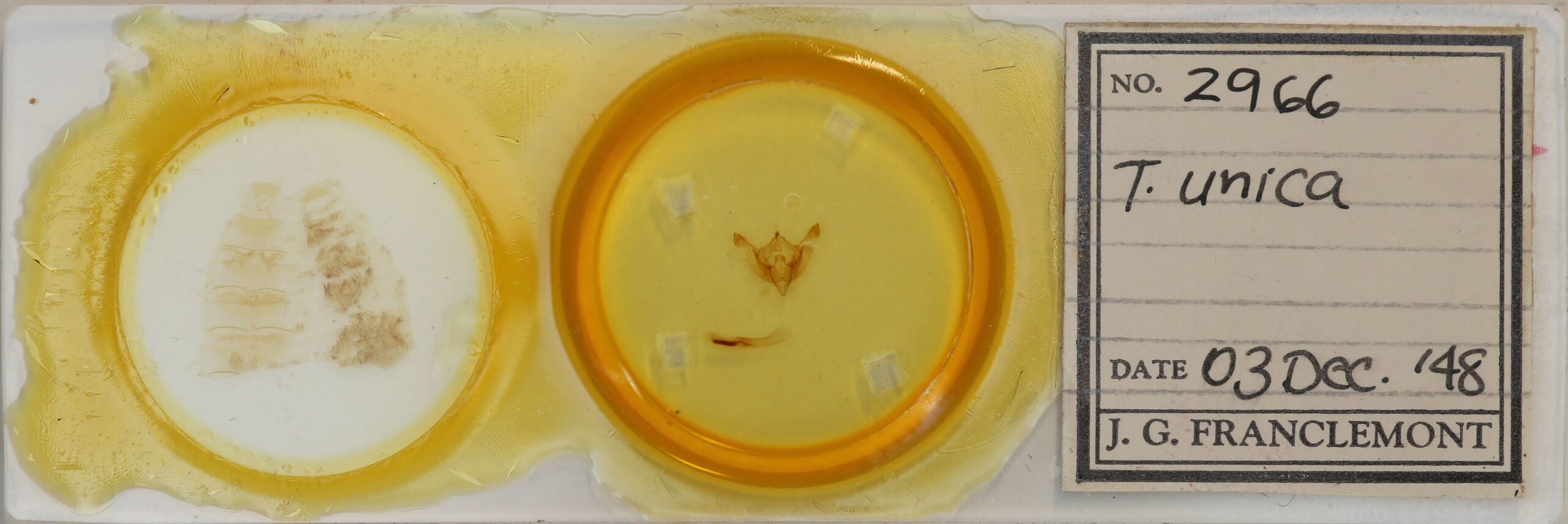 slide view of adult Ichneutica unica