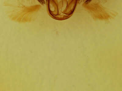 genitalia view of adult Utetheisa ornatrix