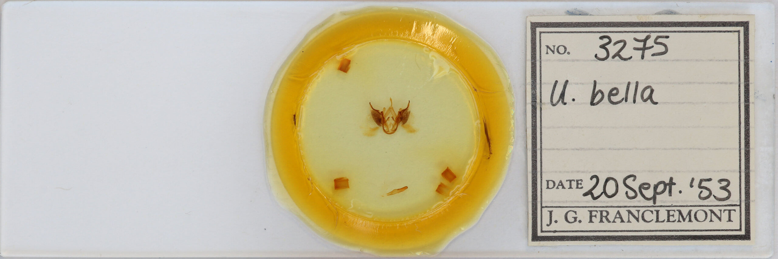 slide view of adult Utetheisa ornatrix