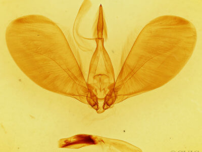 genitalia view of adult Westermannia superba