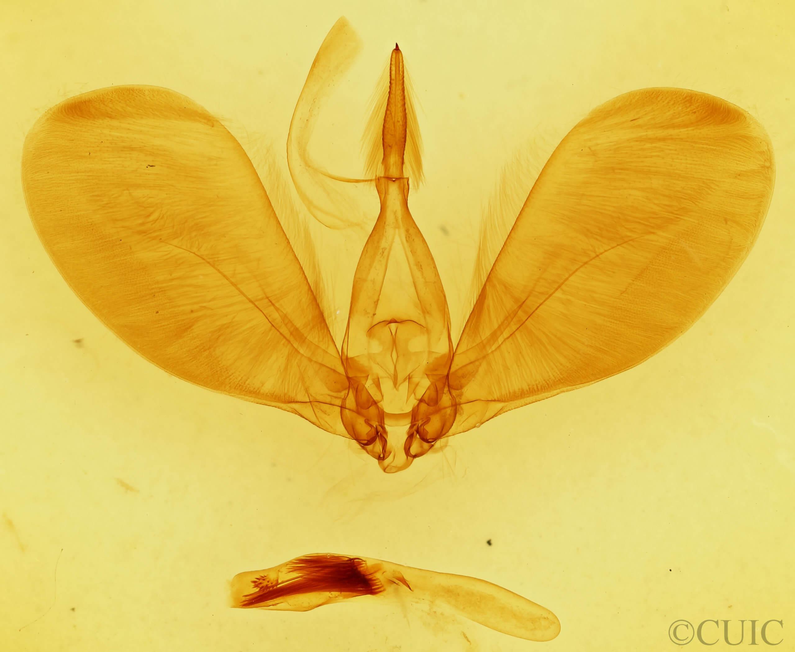 genitalia view of adult Westermannia superba
