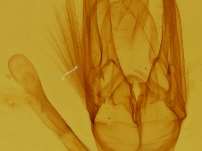genitalia view of adult Xanthodes albago