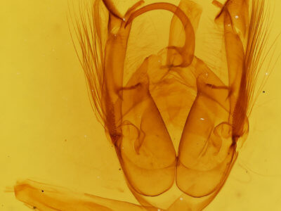 genitalia view of adult Xanthodes
