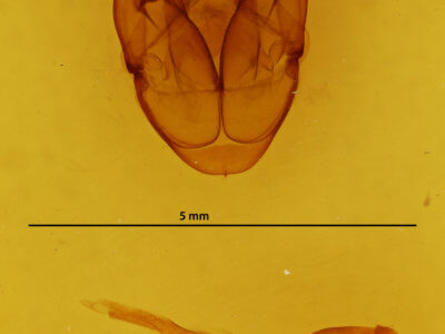 genitalia view of adult Xanthodes transversa