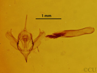 genitalia view of adult Xanthorhoe labradorensis