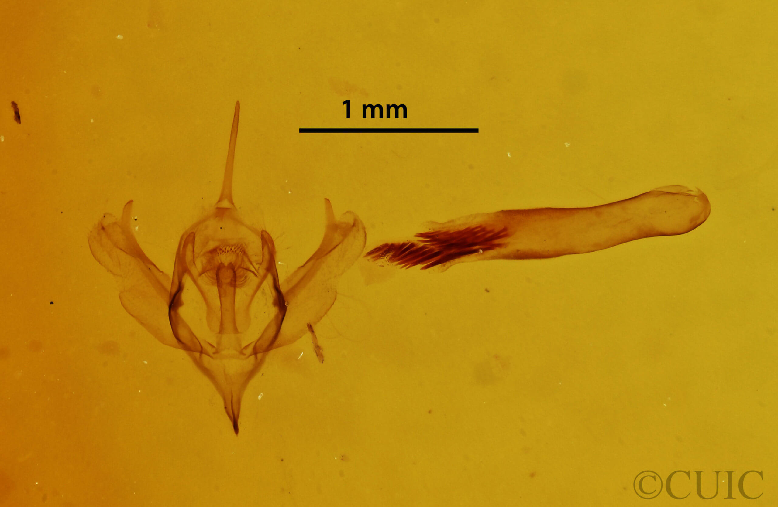 genitalia view of adult Xanthorhoe labradorensis