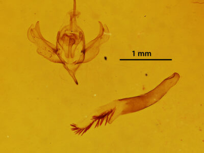 genitalia view of adult Xanthorhoe labradorensis
