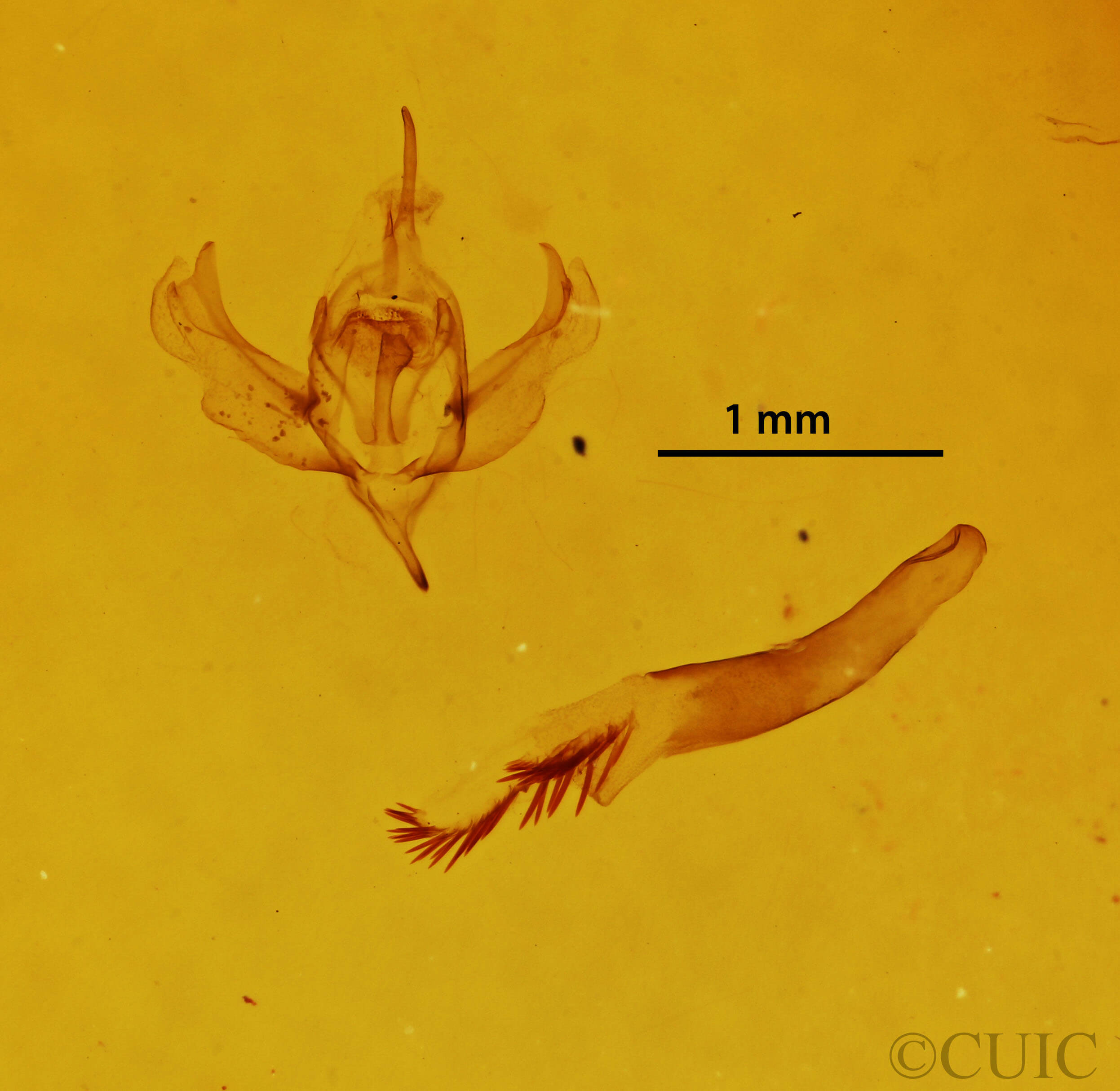 genitalia view of adult Xanthorhoe labradorensis