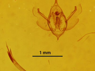 genitalia view of adult Xanthorhoe packardata