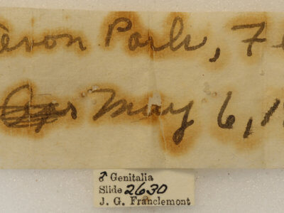 label view of adult Xanthotype rufaria