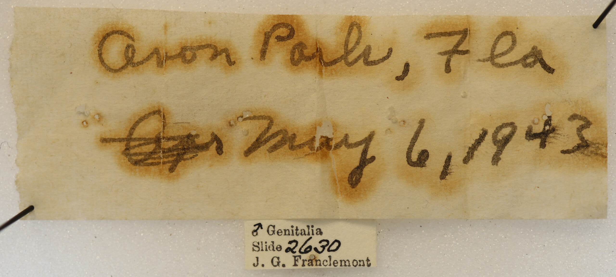 label view of adult Xanthotype rufaria