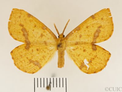 dorsal view of adult Xanthotype rufaria