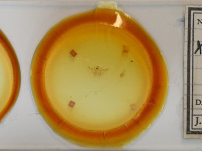 slide view of adult Xanthotype sospeta