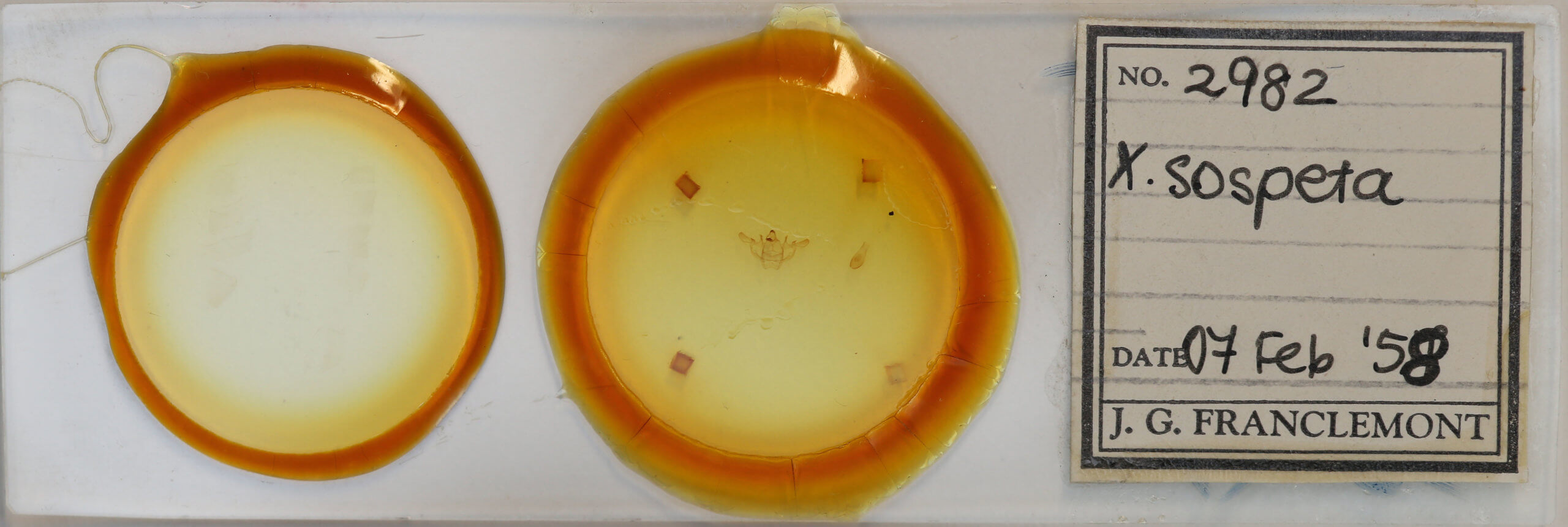 slide view of adult Xanthotype sospeta