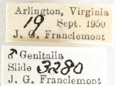 label view of adult Xestia dilucida