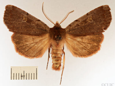 dorsal view of adult Xestia dilucida