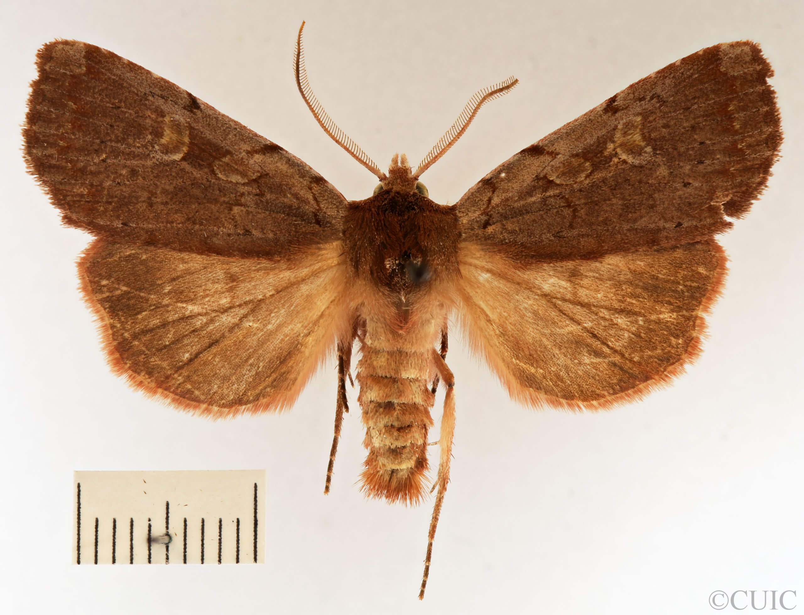 dorsal view of adult Xestia dilucida