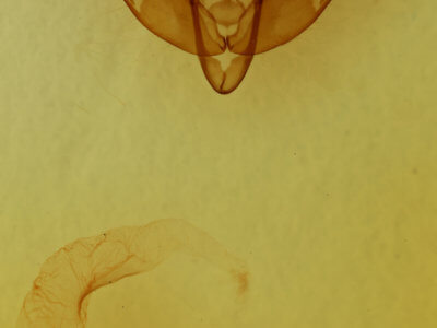 genitalia view of adult Xestia dilucida