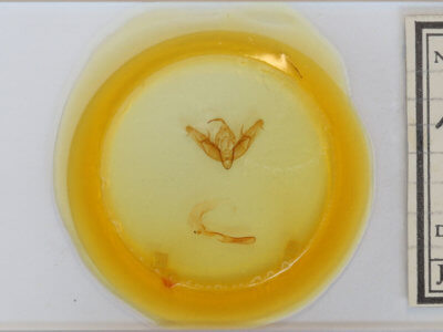 slide view of adult Xestia dilucida