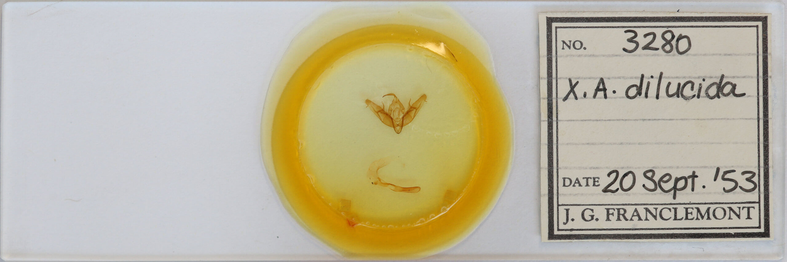 slide view of adult Xestia dilucida