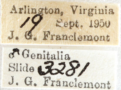 label view of adult Xestia dilucida