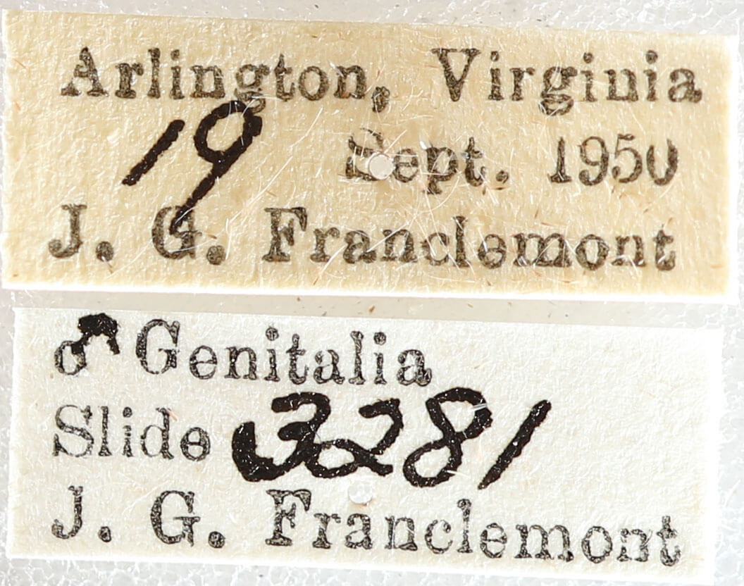 label view of adult Xestia dilucida