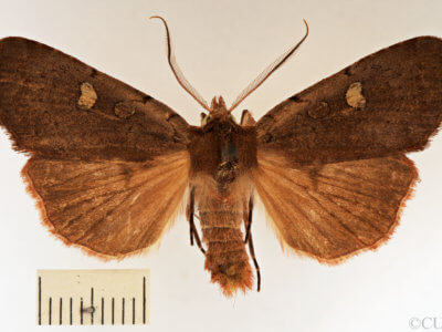dorsal view of adult Xestia dilucida