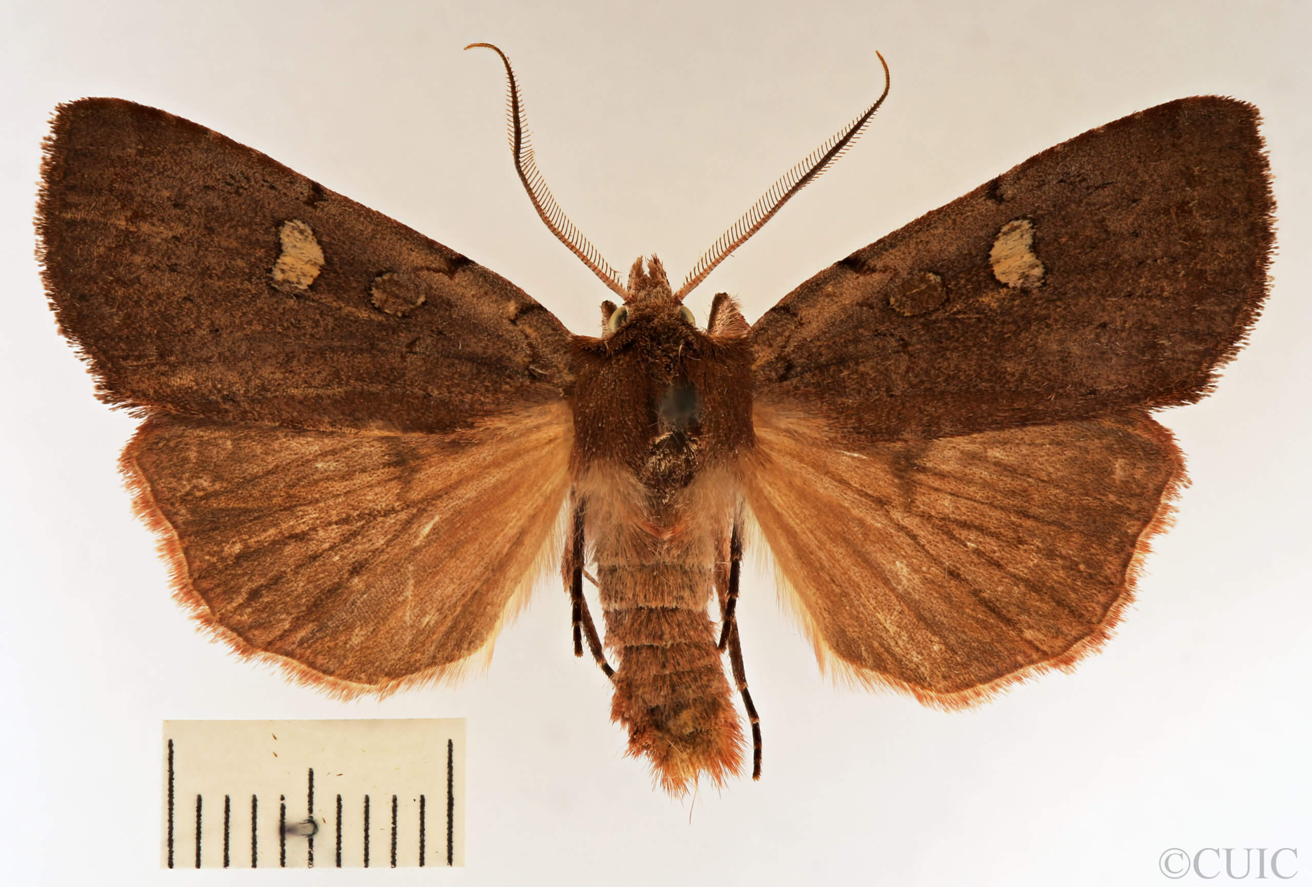 dorsal view of adult Xestia dilucida