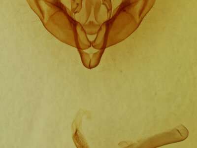 genitalia view of adult Xestia dilucida