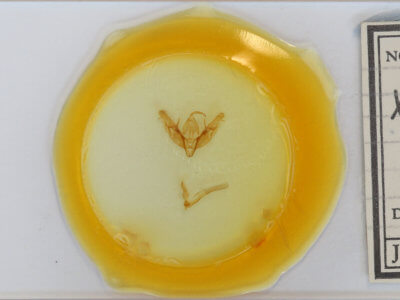 slide view of adult Xestia dilucida