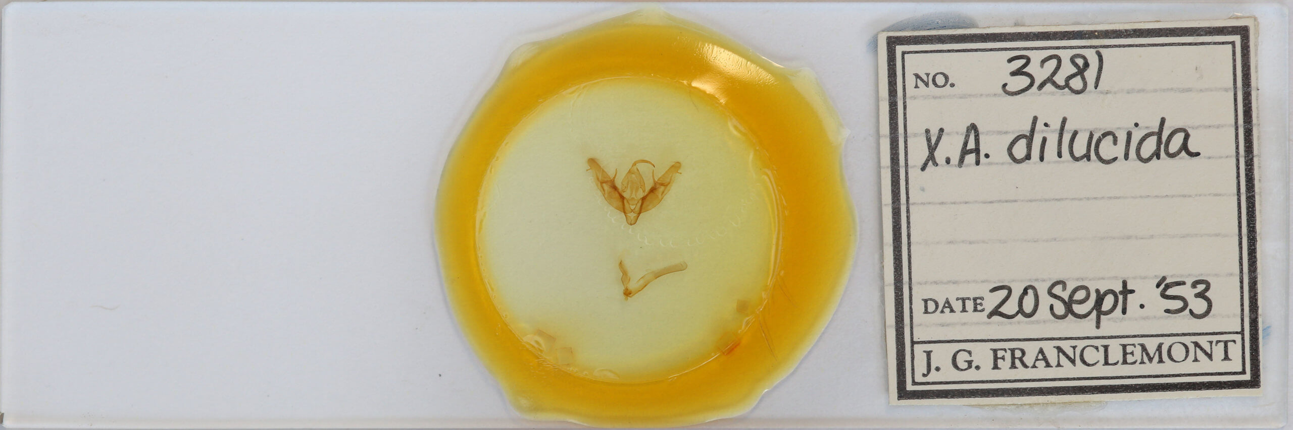 slide view of adult Xestia dilucida