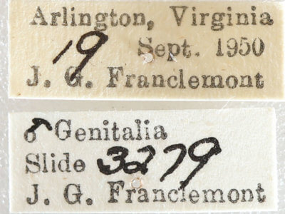 label view of adult Xestia elimata