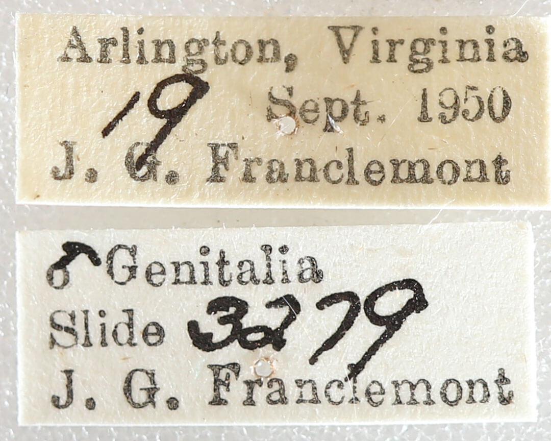 label view of adult Xestia elimata