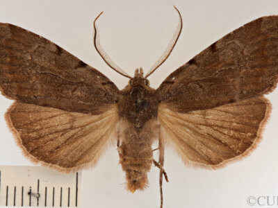 dorsal view of adult Xestia elimata