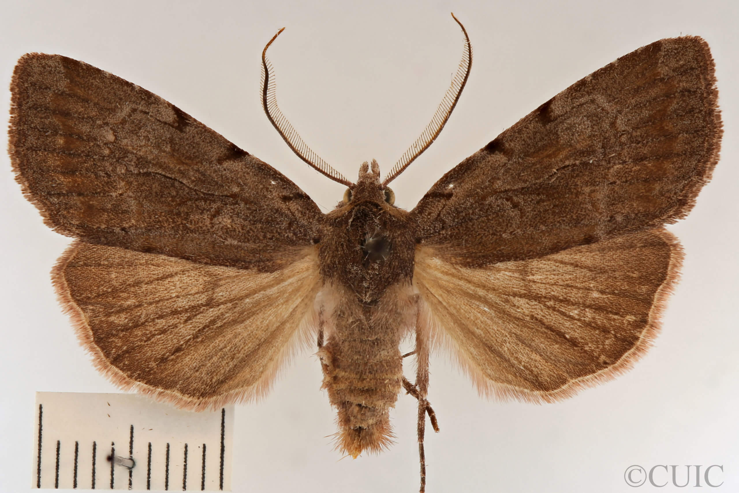 dorsal view of adult Xestia elimata