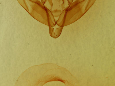 genitalia view of adult Xestia elimata