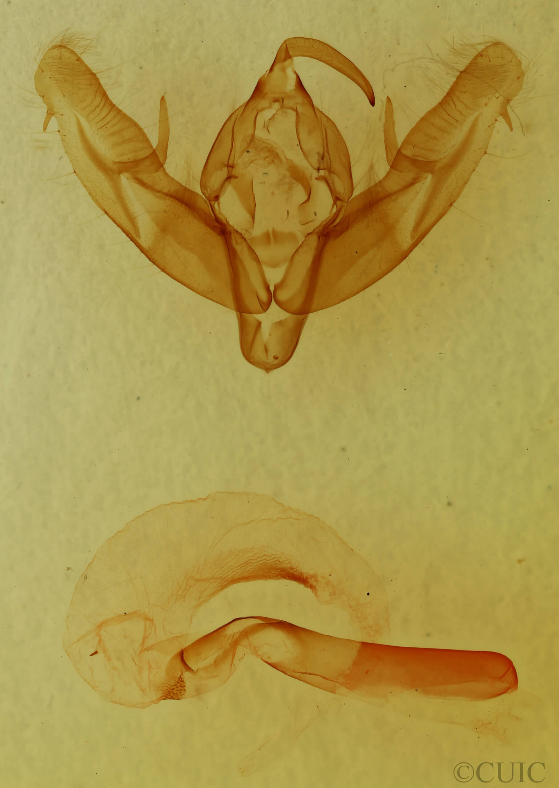 genitalia view of adult Xestia elimata