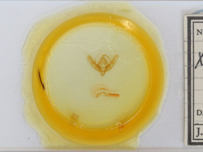 slide view of adult Xestia elimata