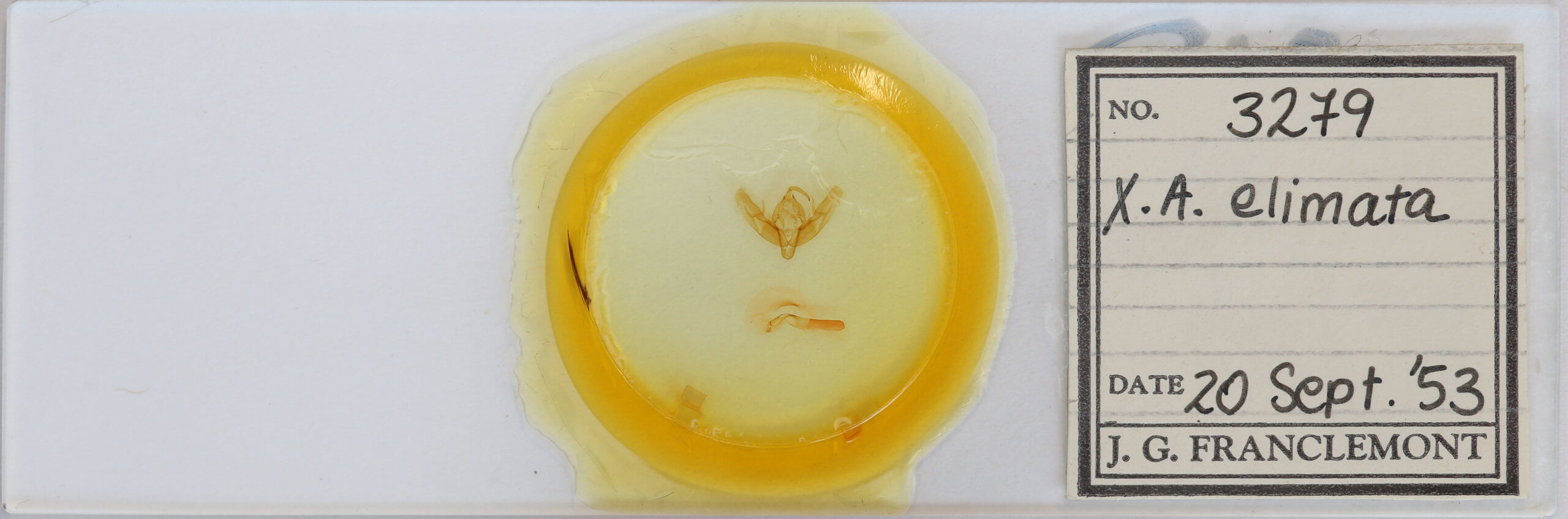 slide view of adult Xestia elimata