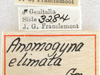label view of adult Xestia elimata