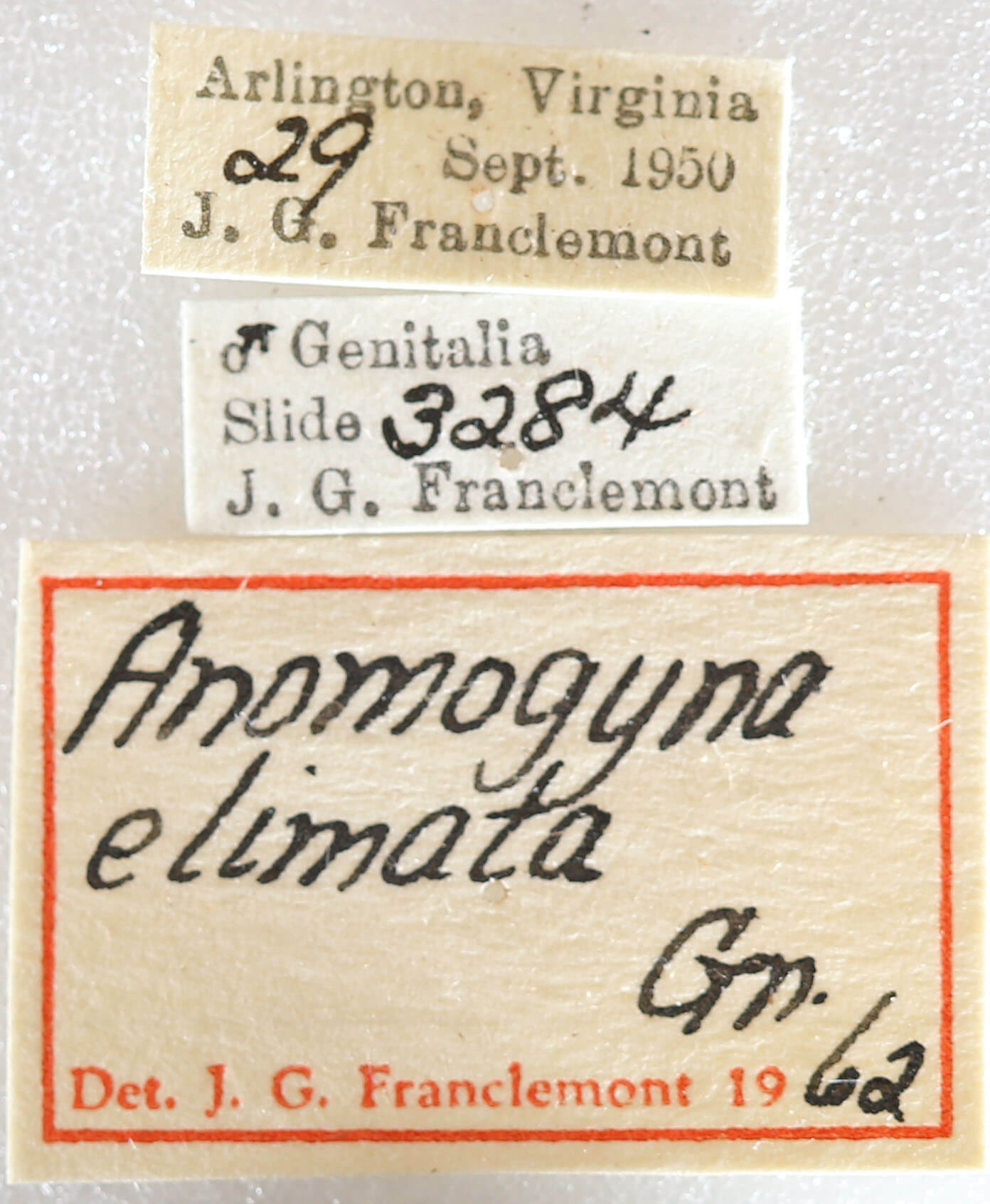 label view of adult Xestia elimata