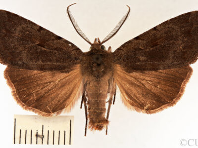 dorsal view of adult Xestia elimata