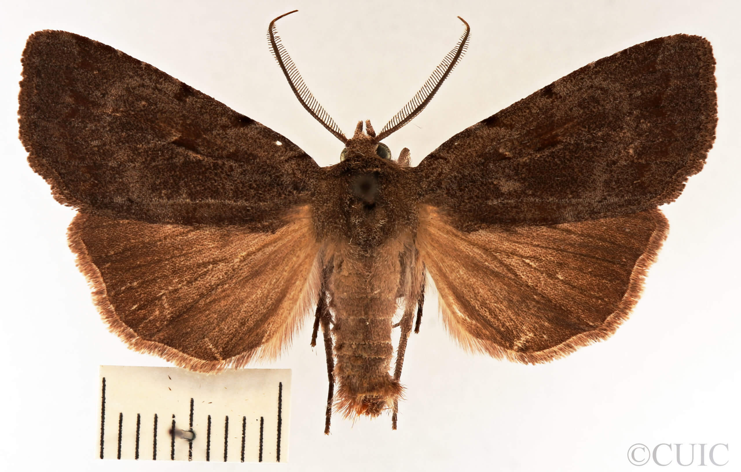 dorsal view of adult Xestia elimata