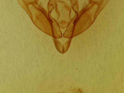 genitalia view of adult Xestia elimata