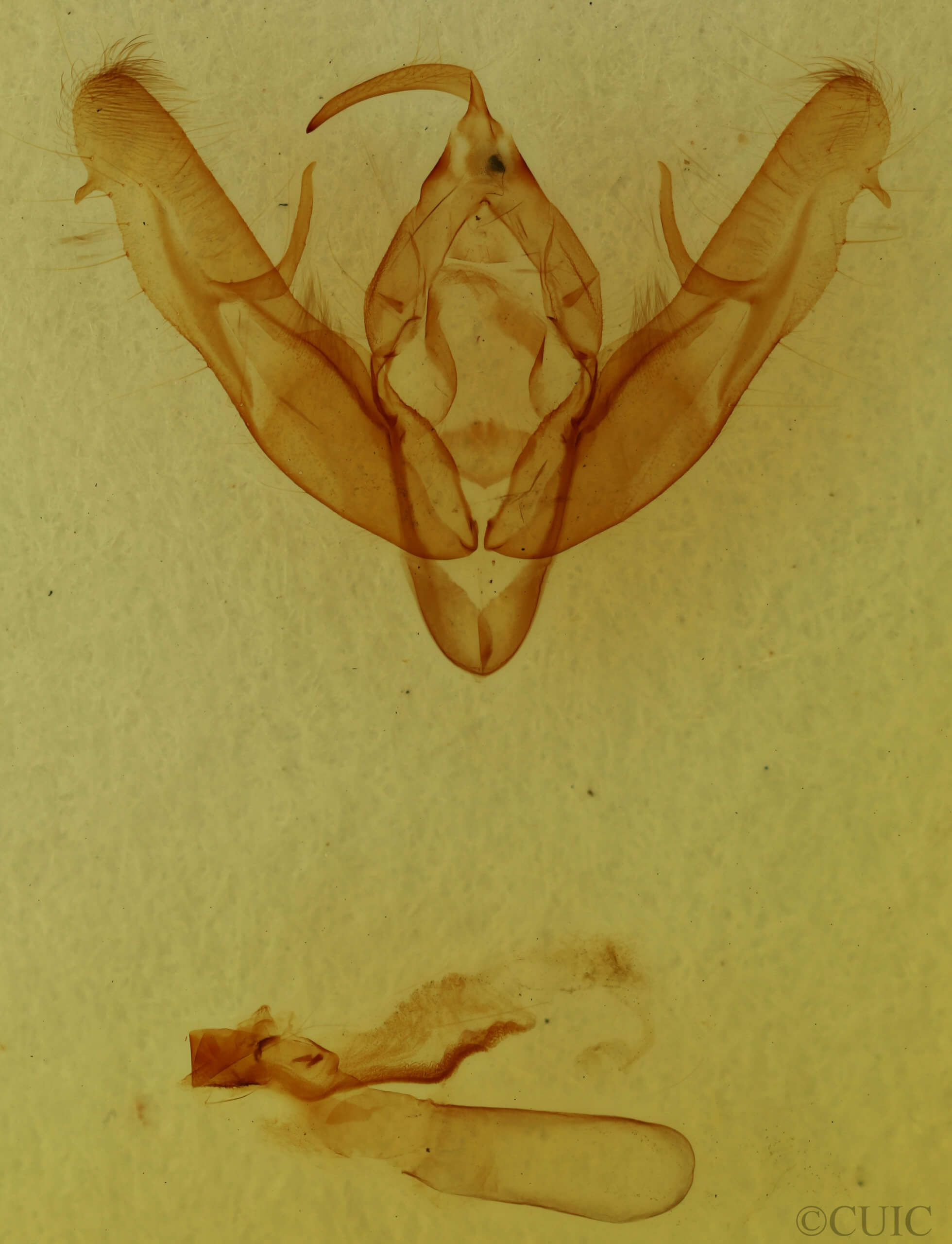 genitalia view of adult Xestia elimata