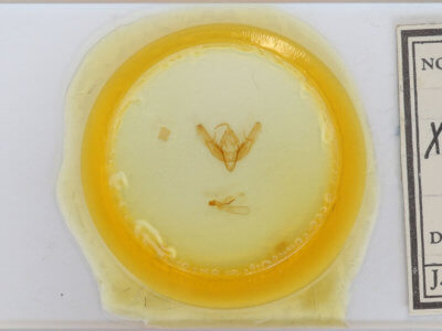 slide view of adult Xestia elimata